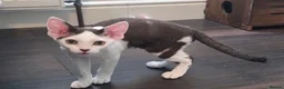 Devon Rex cats for sale: Darling Devons  in Waltham Cross - Advert 13