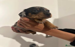 Miniature Dachshund dogs for sale: ✨Mini Smooth Hair Dachshund Ready 18/10/2025 ✨ - Image 12