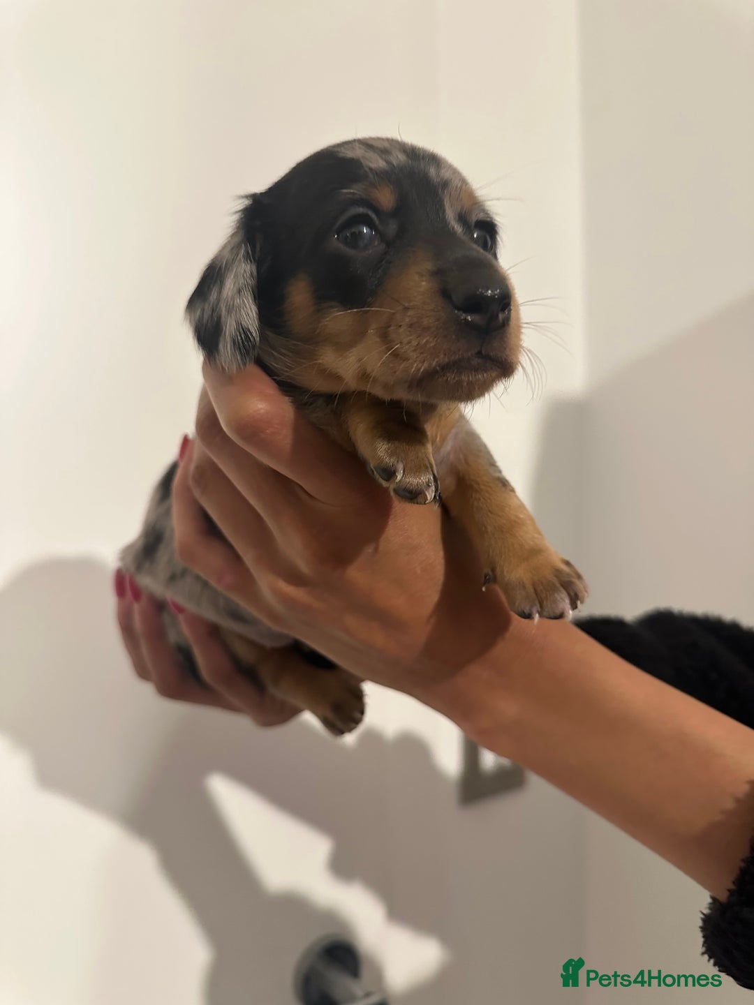 Miniature Dachshund dogs for sale: ✨Mini Smooth Hair Dachshund Ready 18/10/2025 ✨ - Image 12