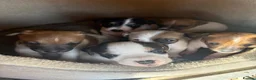 Jack Russell dogs for sale: 6 beautiful Jack russle puppies  in Bristol - Advert 10