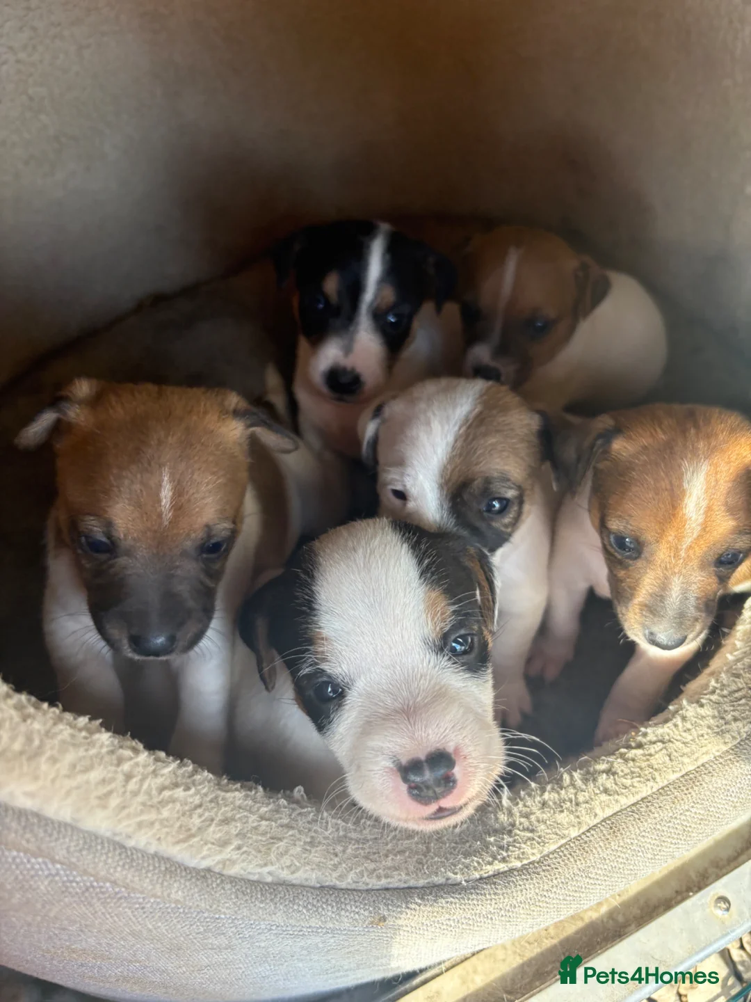 Jack Russell dogs for sale: 6 beautiful Jack russle puppies  in Bristol - Advert 10