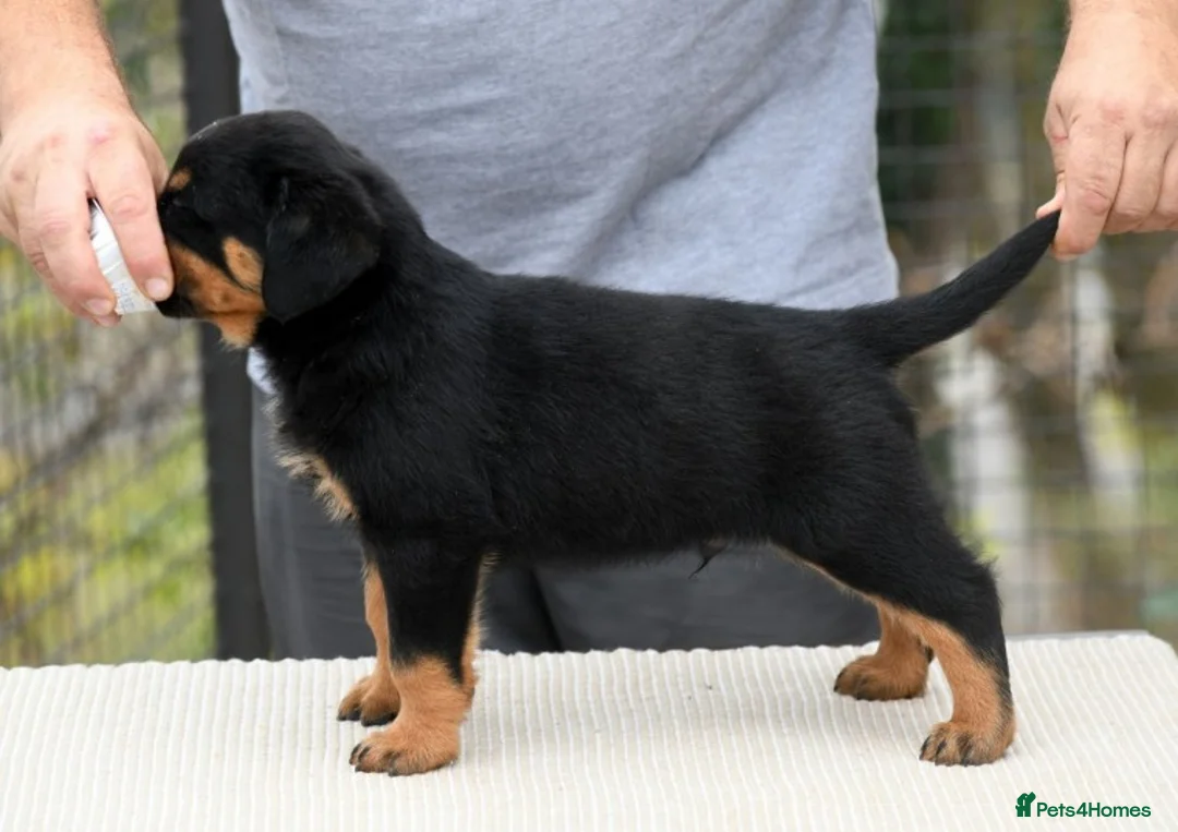 Rottweiler dogs for stud: **** FAUSTINIS TK,S QUANTOM OF SOLICE **** in Preston - Advert 4
