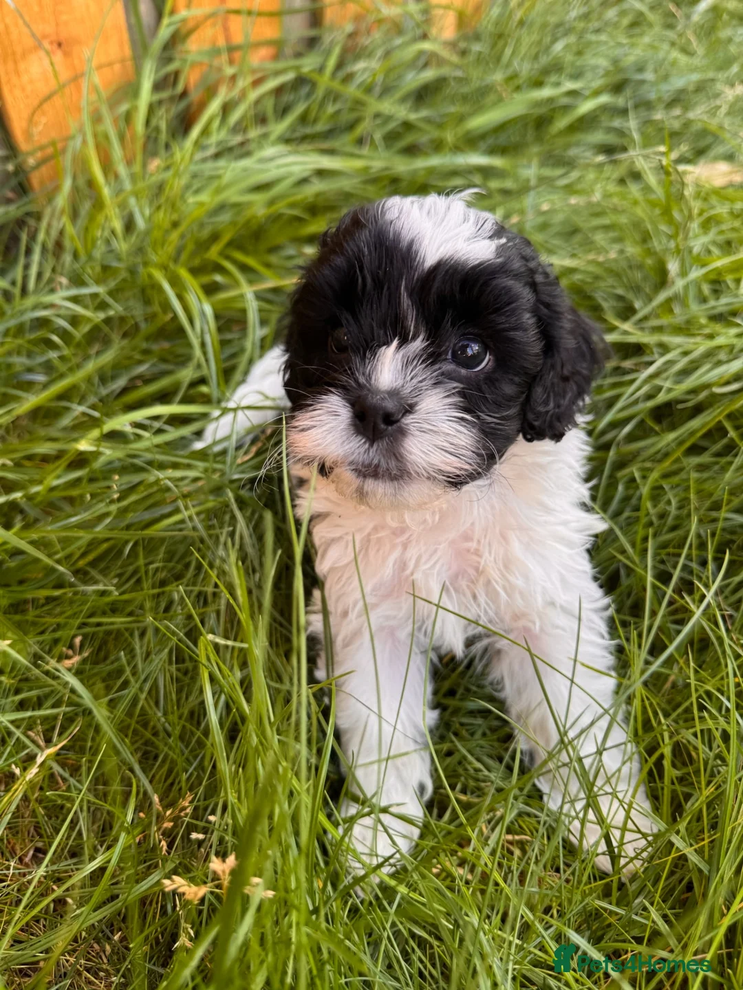 Mixed Breed dogs for sale: Shihpoo - Advert 40
