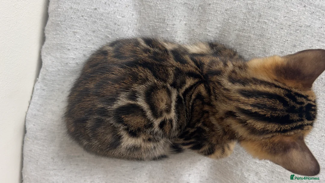 Bengal cats for sale: Stunning Bengal Kittens – TICA Reg – high Quality  - Advert 2