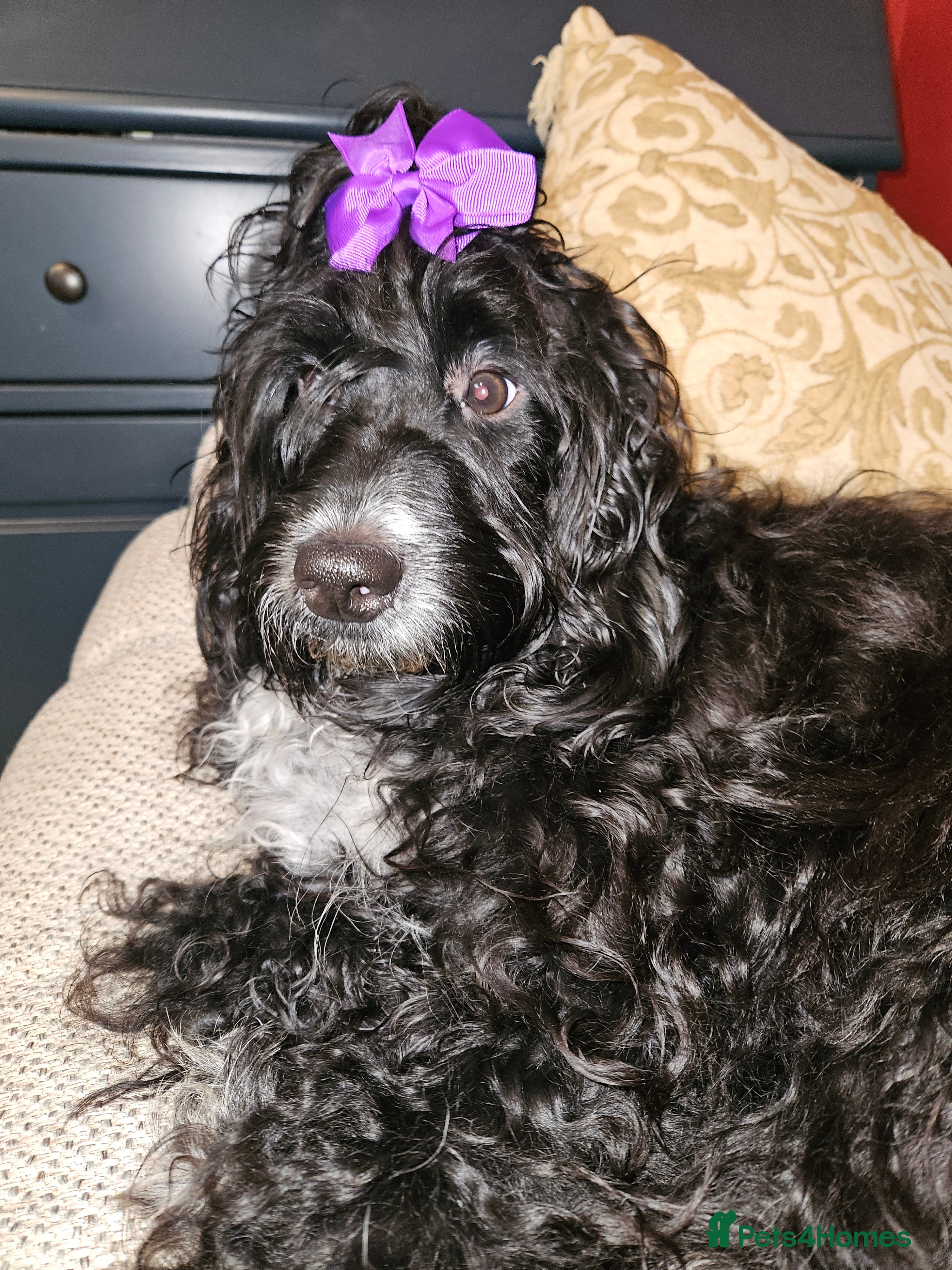 Mixed Breed dogs Bundles of love ❤️ and fun!! - Advert 7