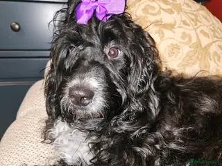 Mixed Breed dogs Bundles of love ❤️ and fun!! - Advert 7