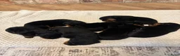 Rottweiler dogs for sale: European Rottweiler puppies - Advert 4