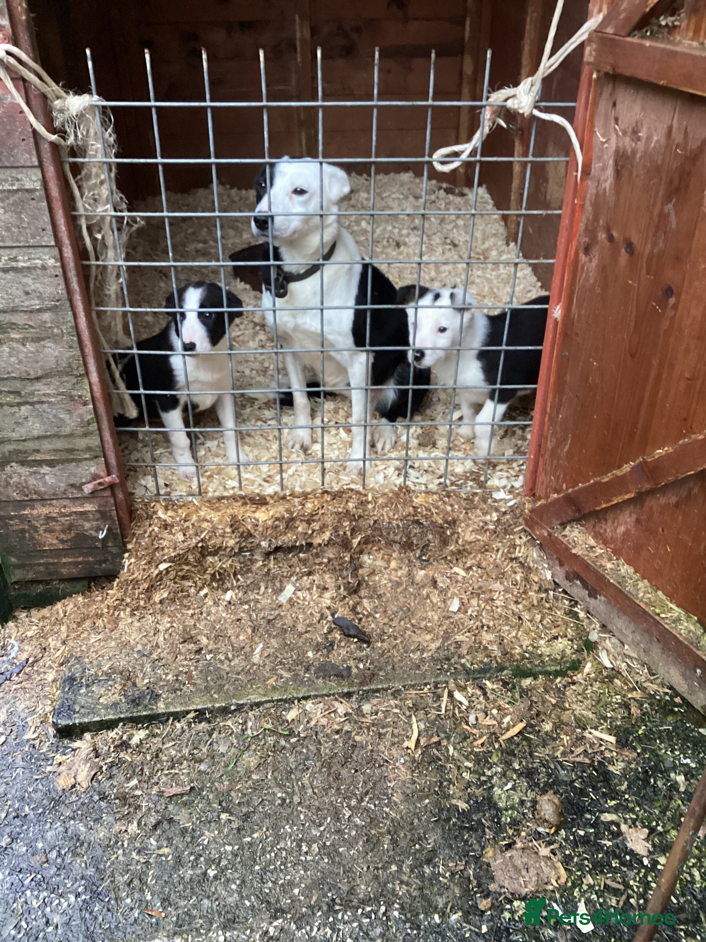 Border Collie dogs Sheedog puppies - Advert 1