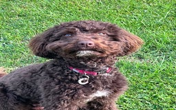 Miniature Poodle dogs for sale: 💙 Chocolate Mini Poodle Boy 💙 - Image 5