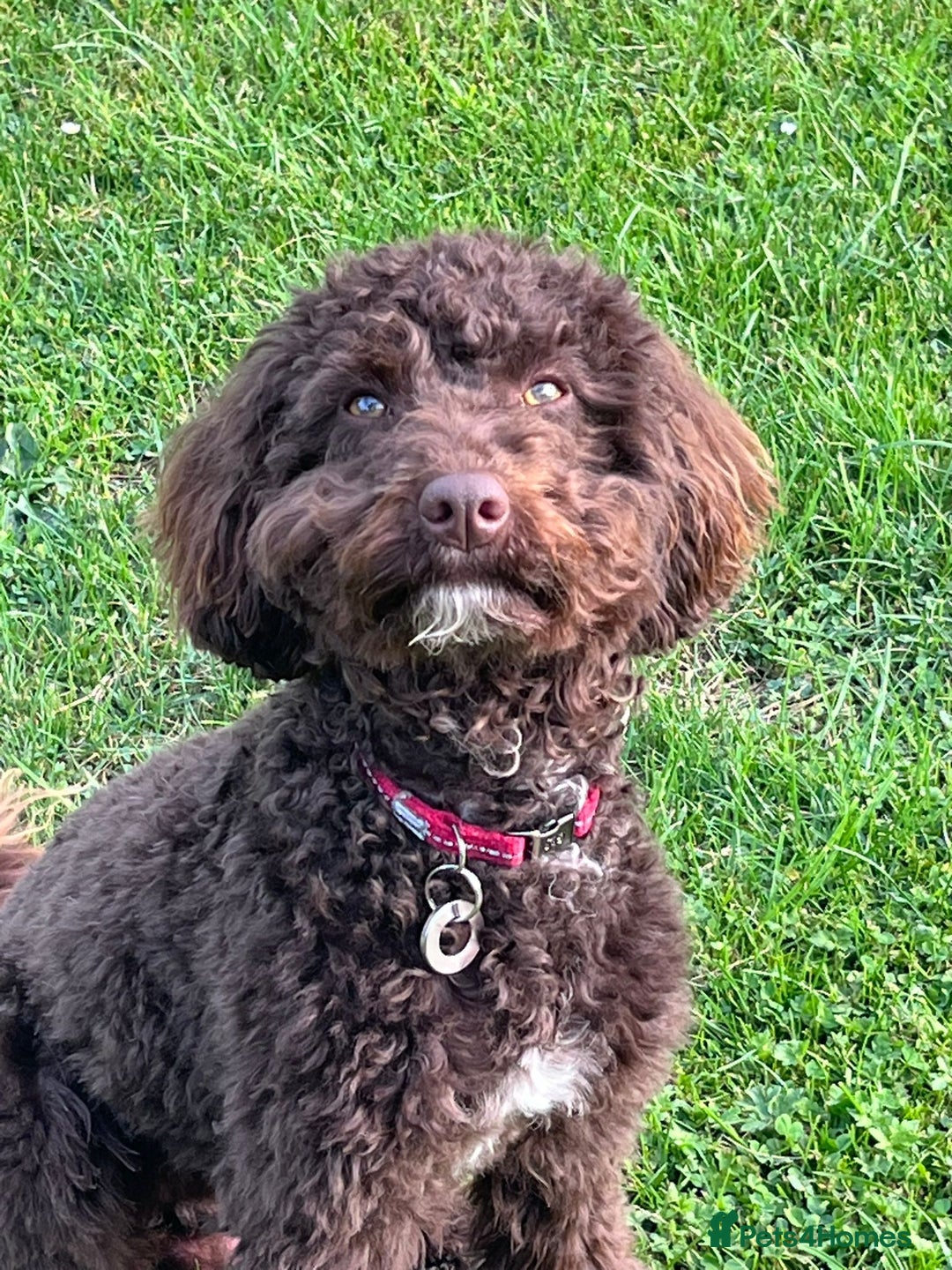 Miniature Poodle dogs for sale: 💙 Chocolate Mini Poodle Boy 💙 - Image 5