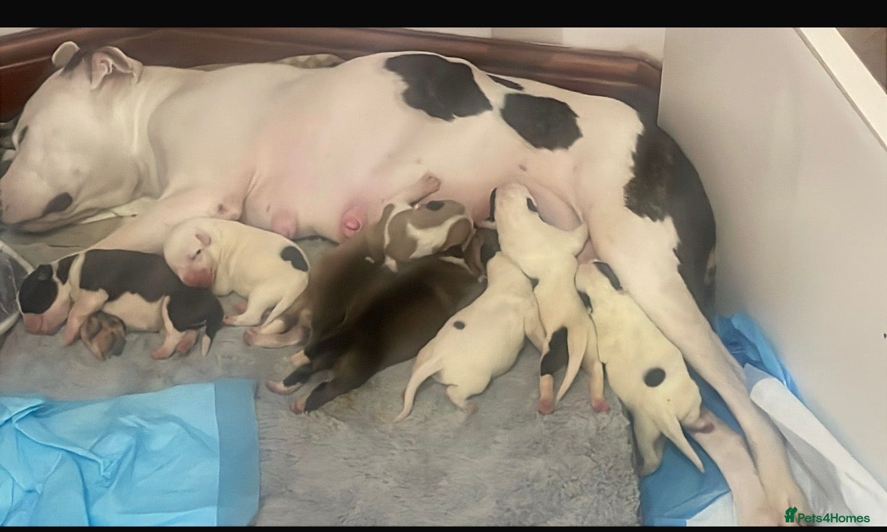 Mixed Breed dogs American Staffordshire terrier mix American Akita - Advert 2