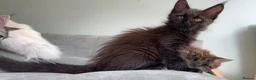 Maine Coon cats for sale: 3 Gorgeous TICA Registered Mainecoon kittens  - Advert 6