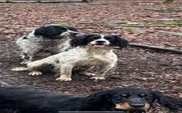English Springer Spaniel dogs for sale: Kc reg health tested  - Image 8