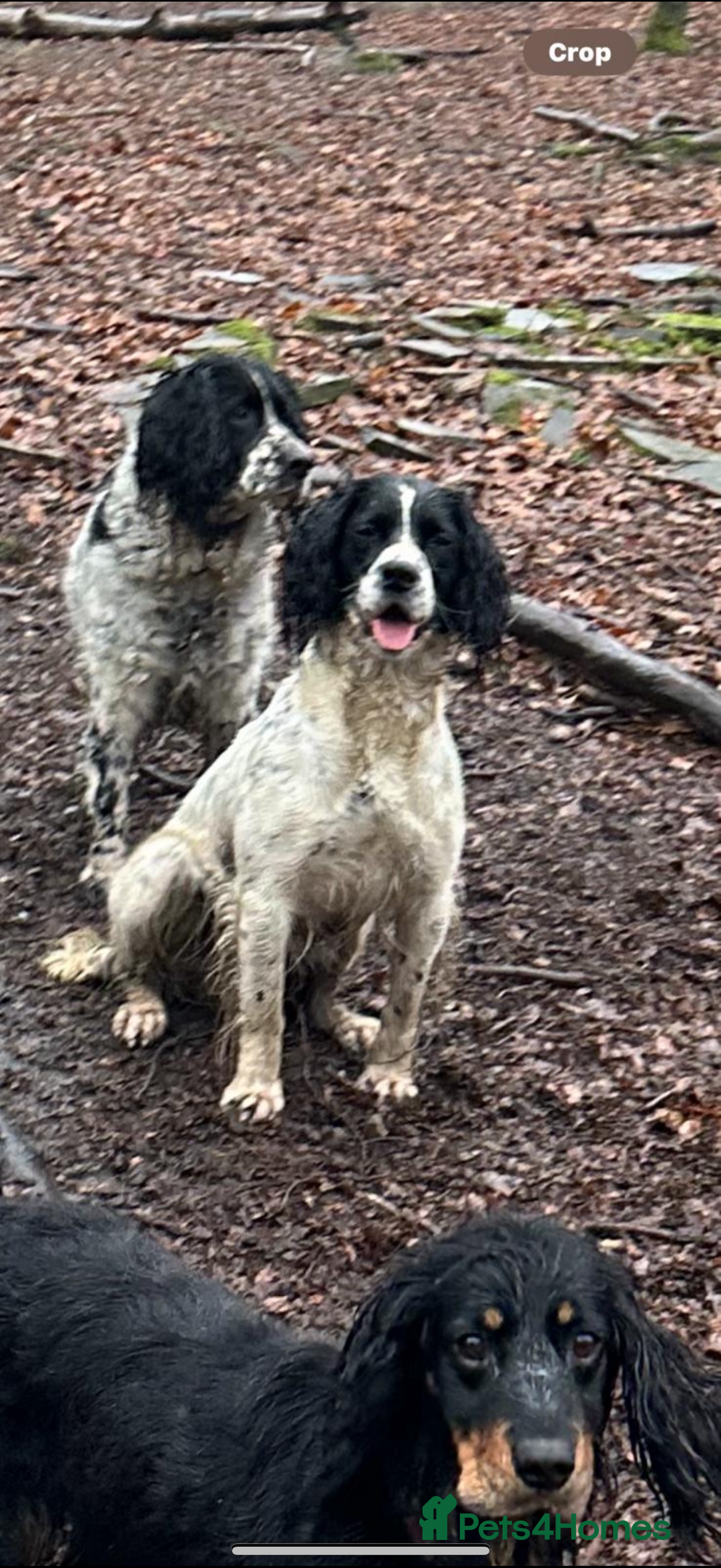 English Springer Spaniel dogs for sale: Kc reg health tested  - Image 8