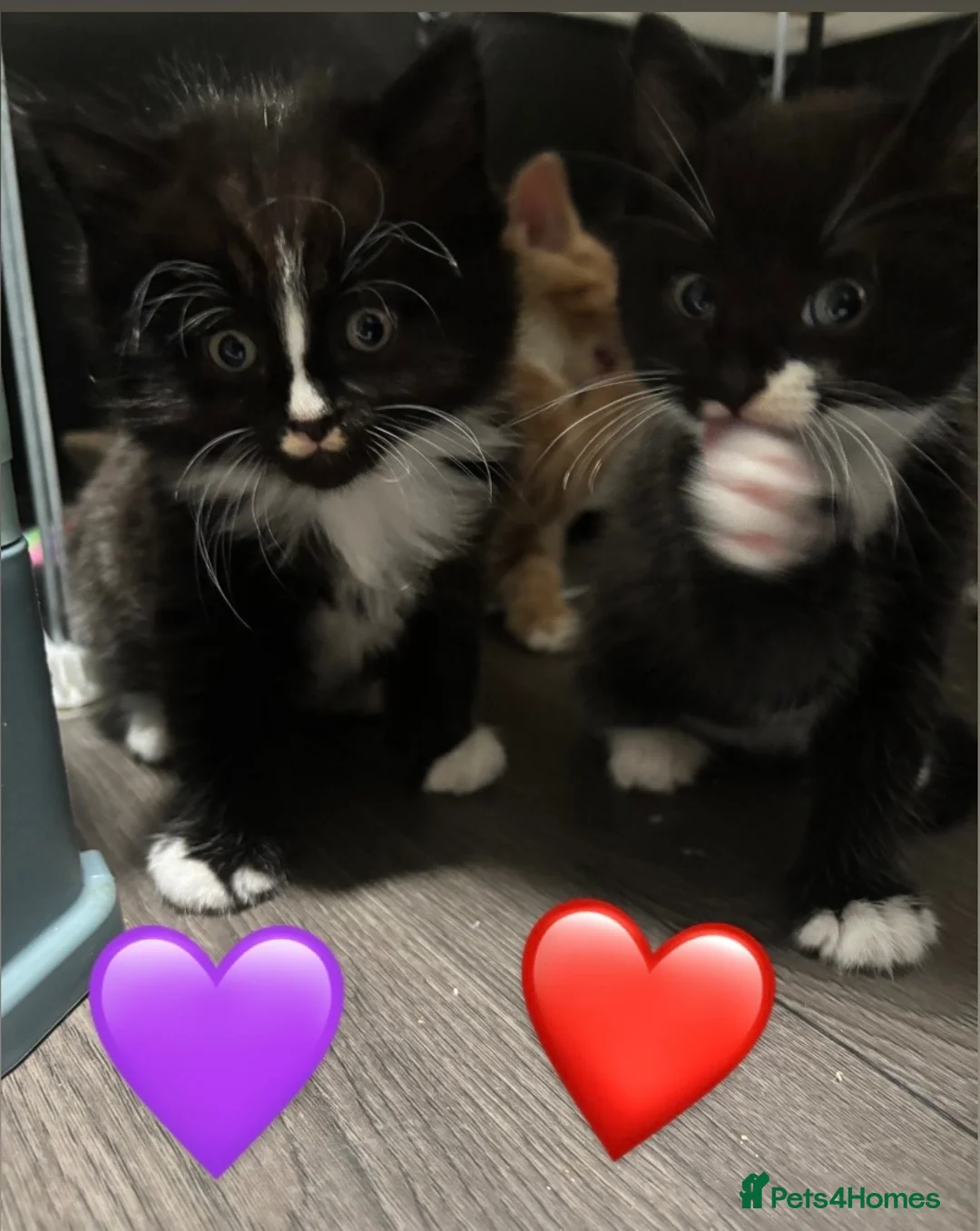 European cats for sale: Kittens  - Advert 2