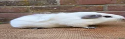 Guinea Pig rodents for sale: Handsome boars  - Advert 6