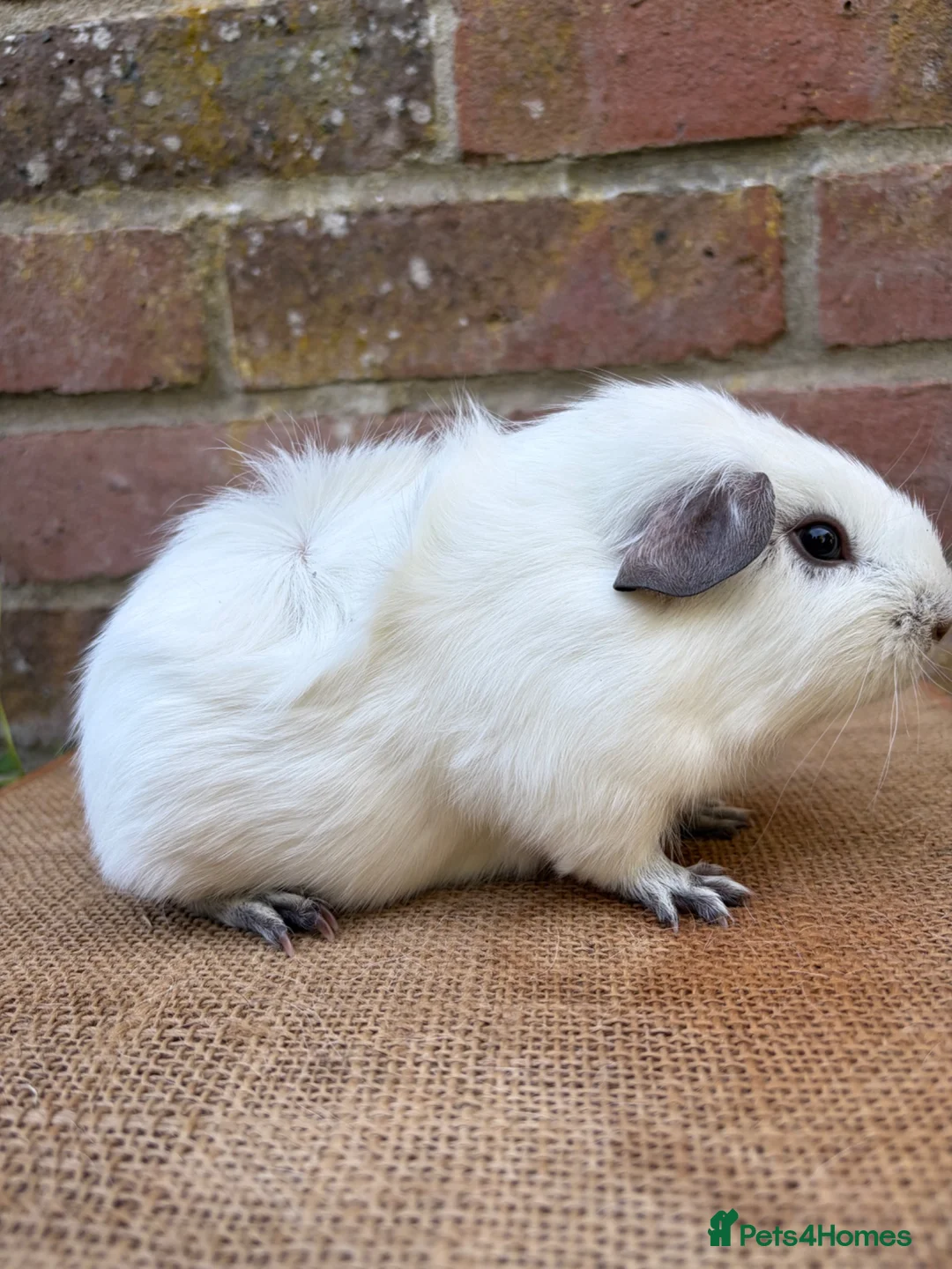 Guinea Pig rodents for sale: Handsome boars  - Advert 6