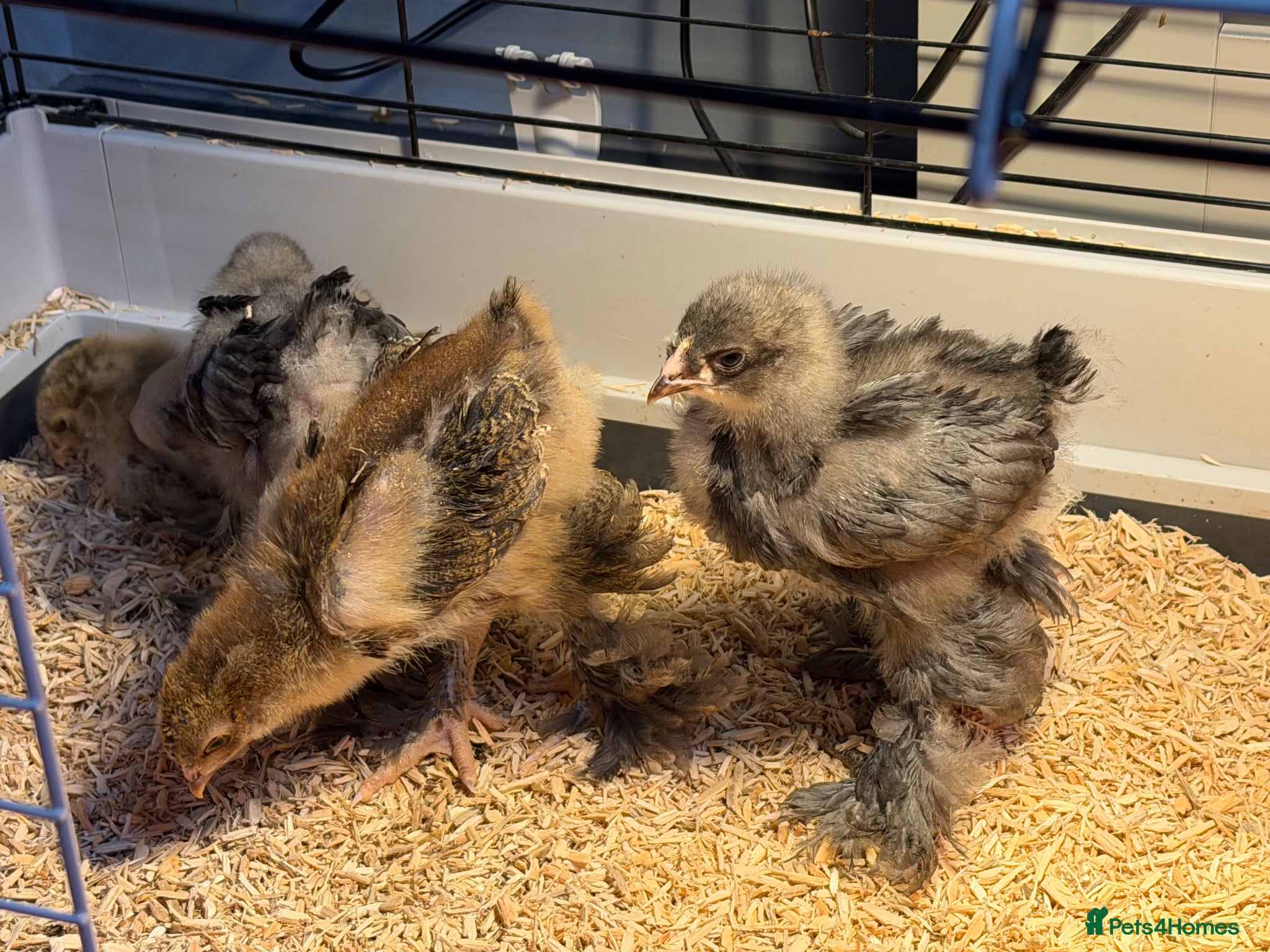Chickens poultry Brahma chicks 4 available,also day old buff orps  - Advert 7