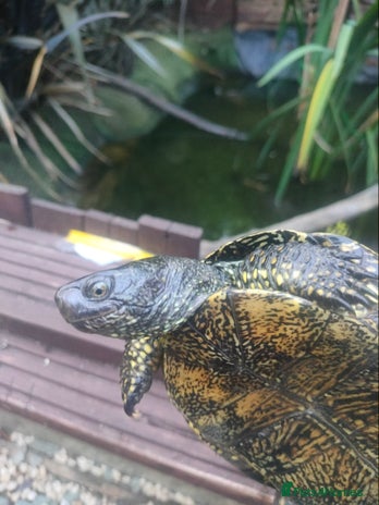Turtle reptiles - Advert 13