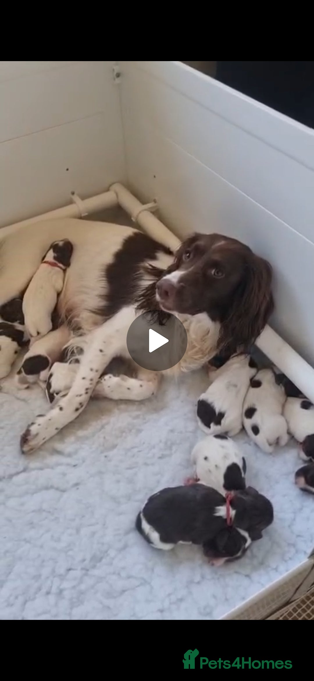 English Springer Spaniel dogs for sale:  Health tested Springer Spaniel puppiespuppies - Advert 12