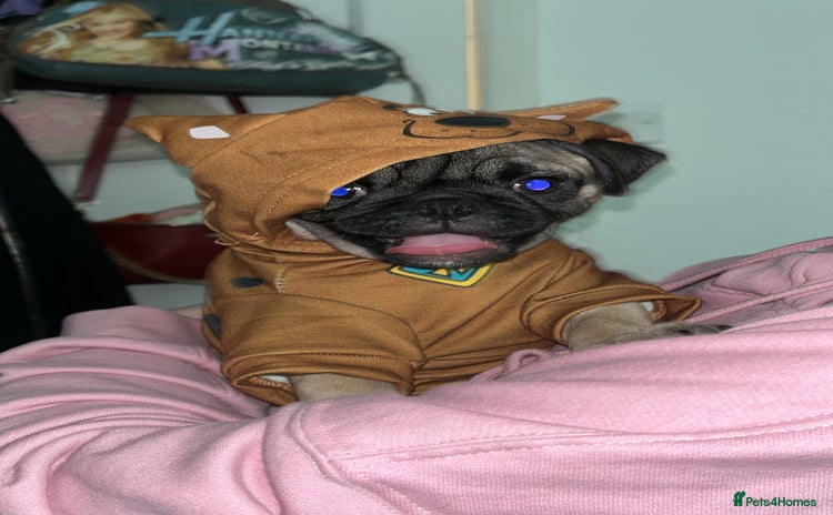 Pug dogs - Advert 12