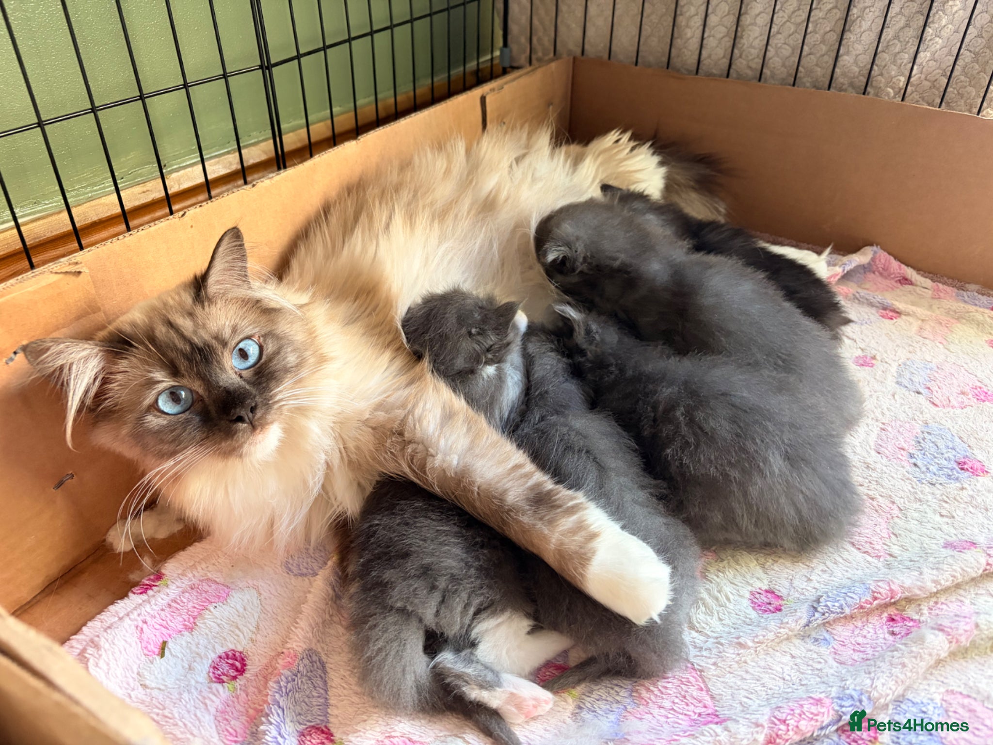 Ragcoon cats Stunning coloured Ragcoon litter  - Advert 8