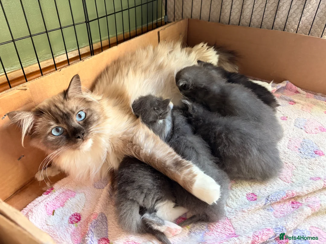 Ragcoon cats for sale: Stunning coloured Ragcoon litter  - Advert 1