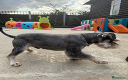Miniature Schnauzer dogs for stud: KC MAC Pepper & Salt miniature schnauzer Stud - Image 9