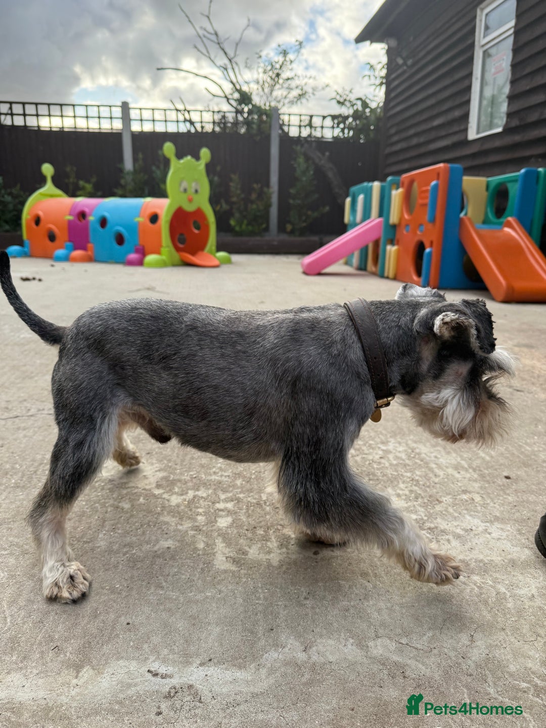Miniature Schnauzer dogs for stud: KC MAC Pepper & Salt miniature schnauzer Stud - Image 9