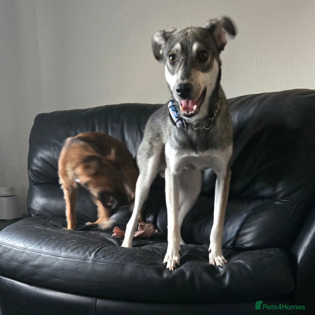 Mixed Breed dogs for adoption: Frankie for adoption - Image 4