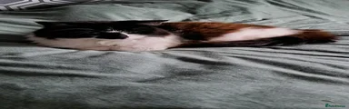 Mixed Breed 2