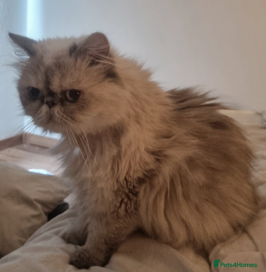 Persian cats for sale: Persian Silver colour, blue eyes 11 month girl - Image 6