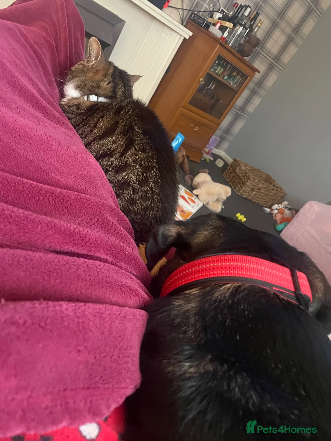 Mixed Breed dogs for sale: Bella  - Advert 4