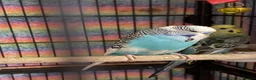 Budgerigars birds for sale: Baby Budgies’s for sale - Advert 15