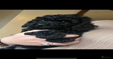 Cavapoo dogs - Advert 4