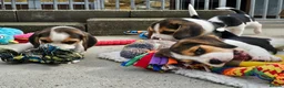 Beagle dogs for sale: Stunning Litter of KC Registered Beagle Pups  in Thirsk - Advert 23