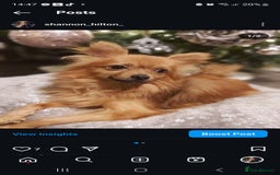 Pomchi dogs for stud: Beautiful 5 year old Pomchi for !!STUD!! - Image 1