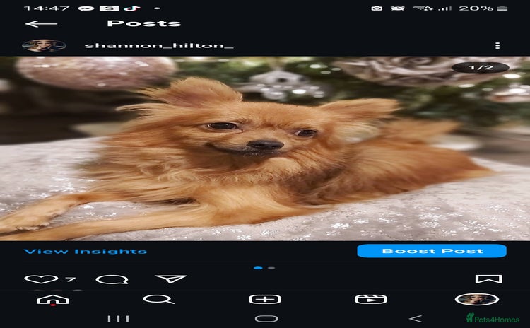 Pomchi dogs - Advert 1