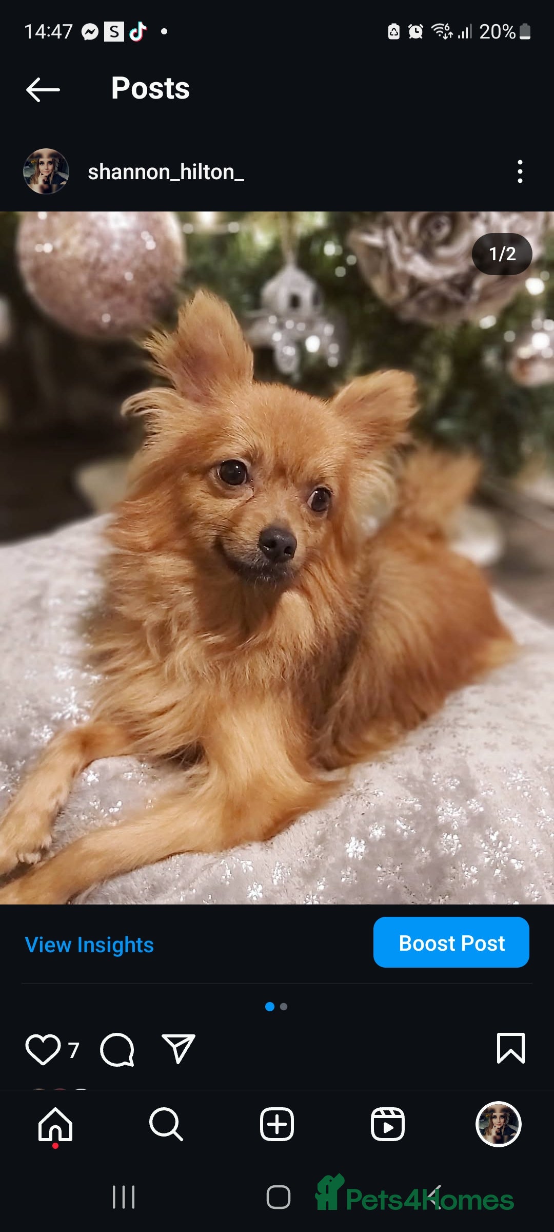 Pomchi dogs for stud: Beautiful 5 year old Pomchi for !!STUD!! - Image 1