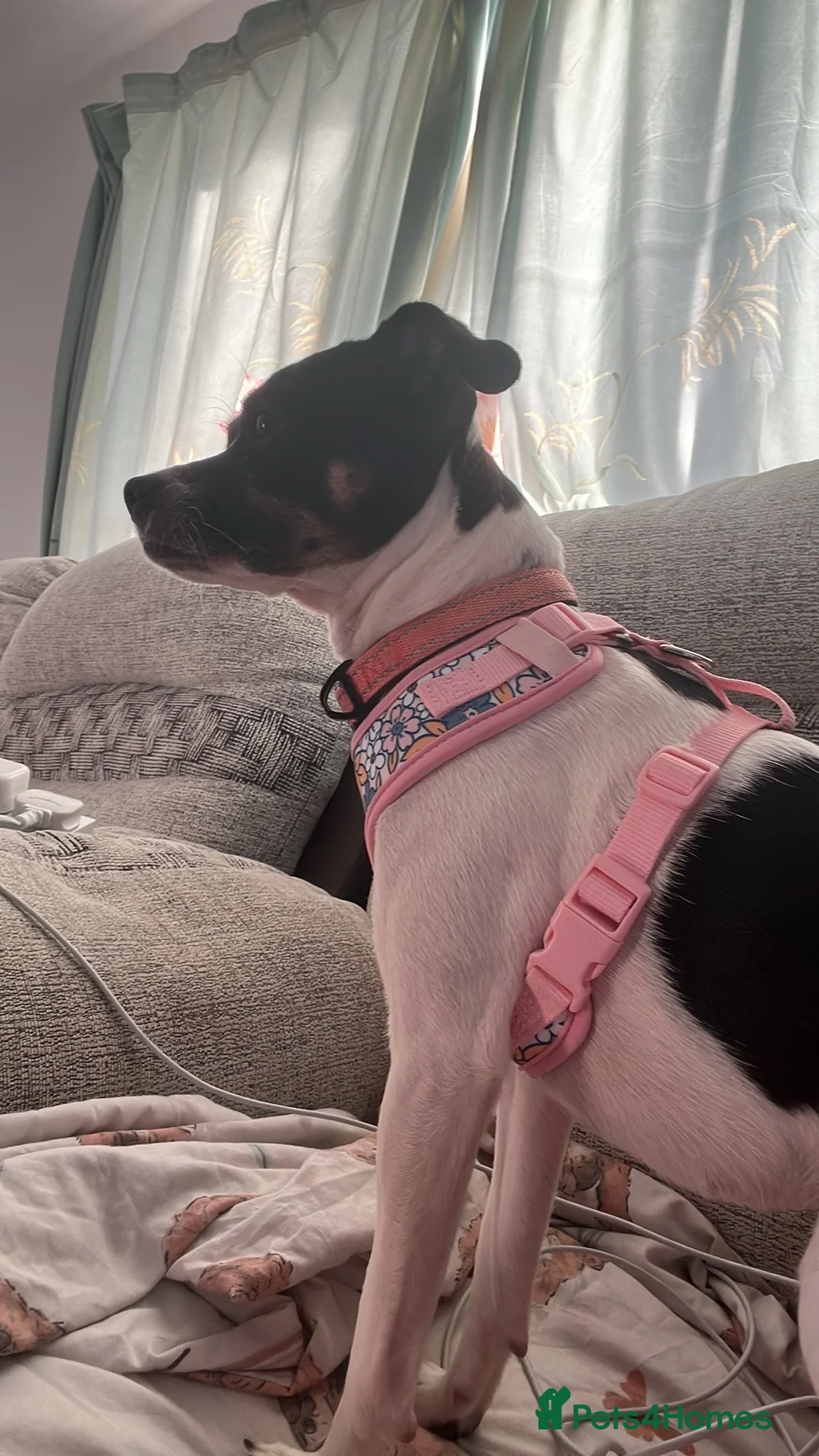 Patterdale Terrier dogs for sale: Rehoming  in Bideford - Advert 2