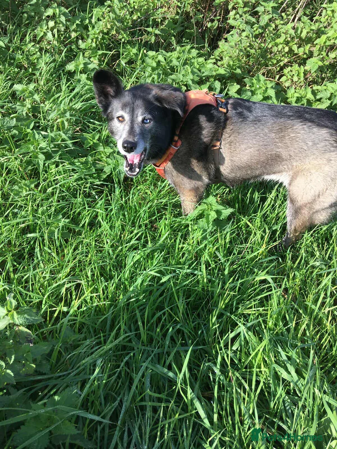 Mixed Breed dogs for adoption: WILLOW - EXPERIENCE REQUIRED  - Advert 6