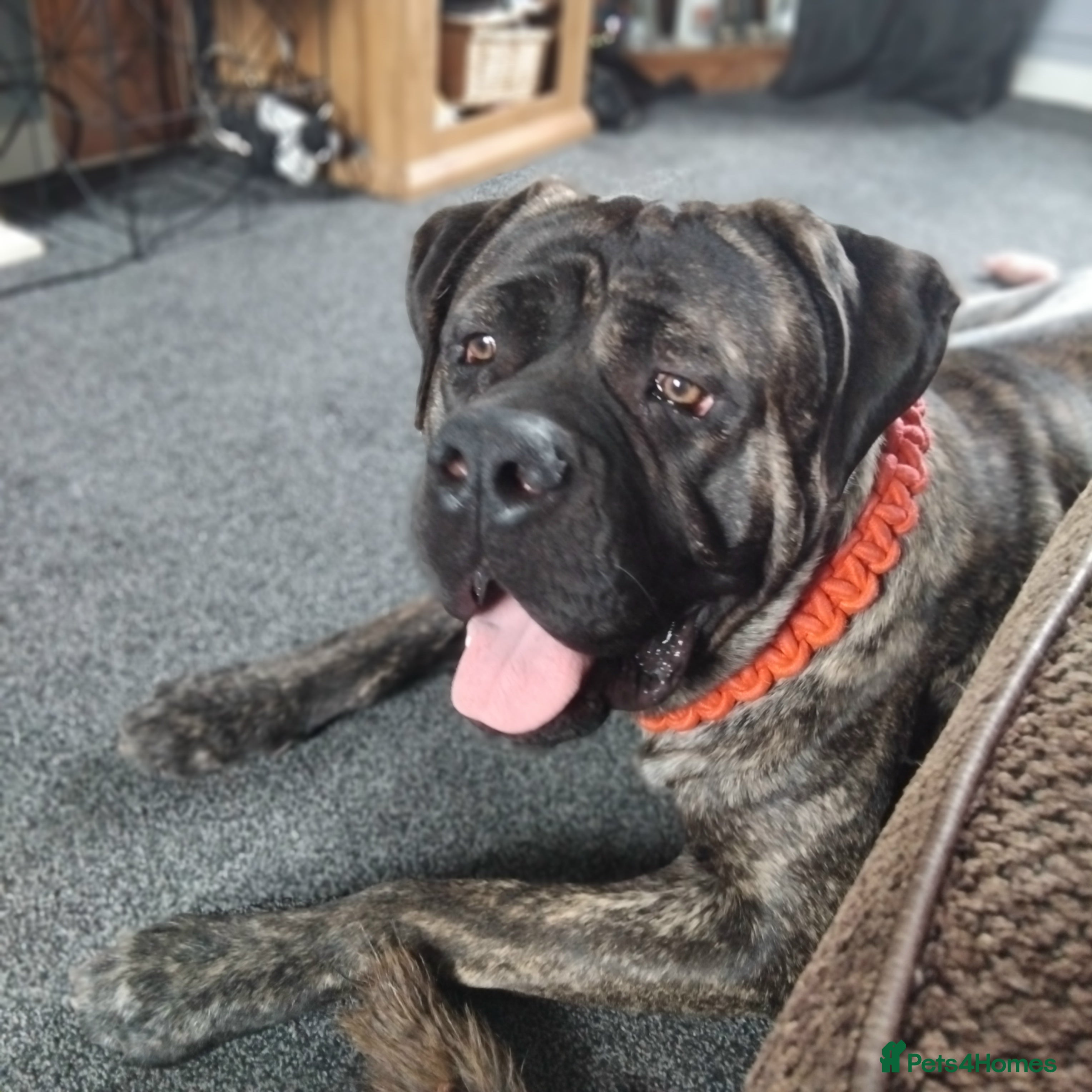 Cane Corso dogs Jaxson - Advert 1