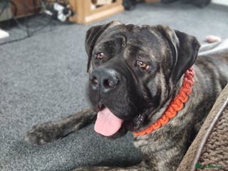 Cane Corso dogs Jaxson - Advert 1