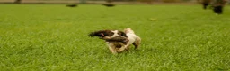 Sprocker dogs for sale: F1 Sprocker Puppies - Working or Active Pet Homes - Advert 8
