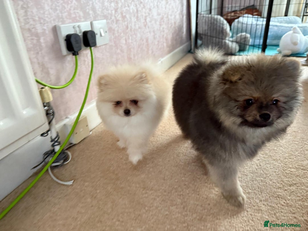 Pomeranian dogs for sale: 10 Week Purebred Pomeranian Champion EU Bloodline  - Advert 20