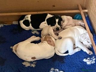 Pointer dogs Beautiful Pointer Puppies - Advert 2