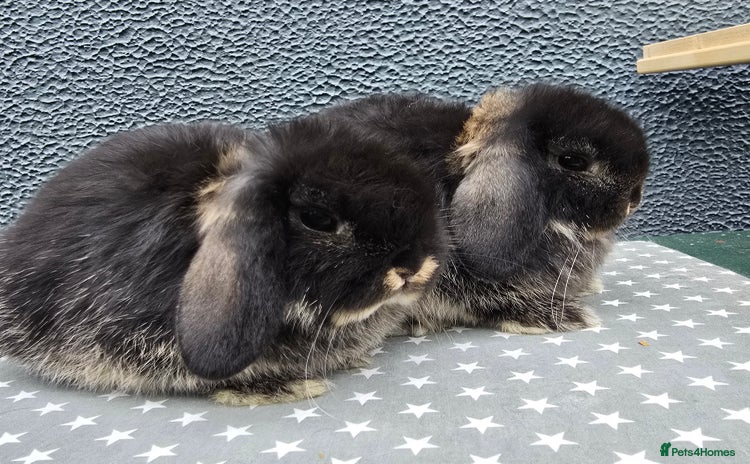 Mini Lop rabbits - Advert 12