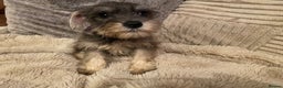 Miniature Schnauzer dogs for sale: Miniature schnauzer puppies  - Advert 12
