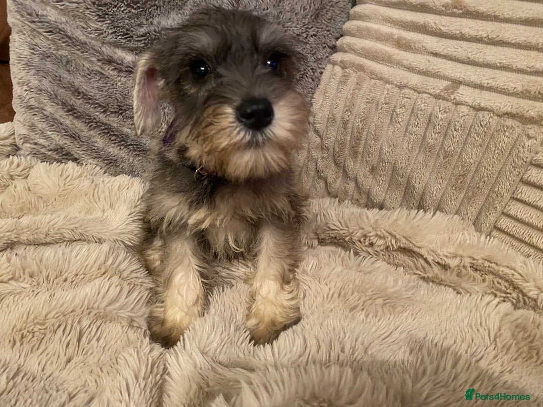 Miniature Schnauzer dogs for sale: Miniature schnauzer puppies  - Advert 12