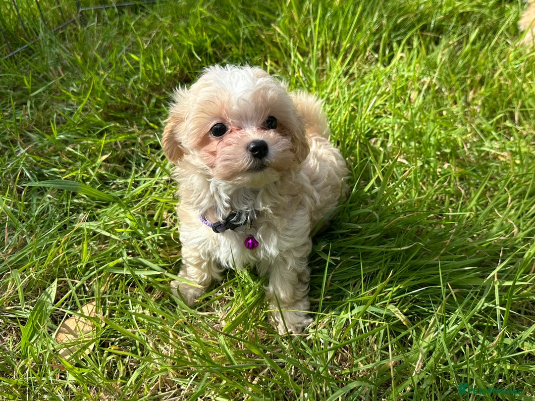 Maltipoo dogs for sale: F1 tiny Maltipoo’s  - Image 4